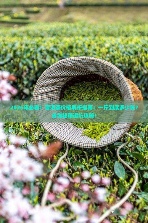 普洱茶的价钱多少钱一斤呀