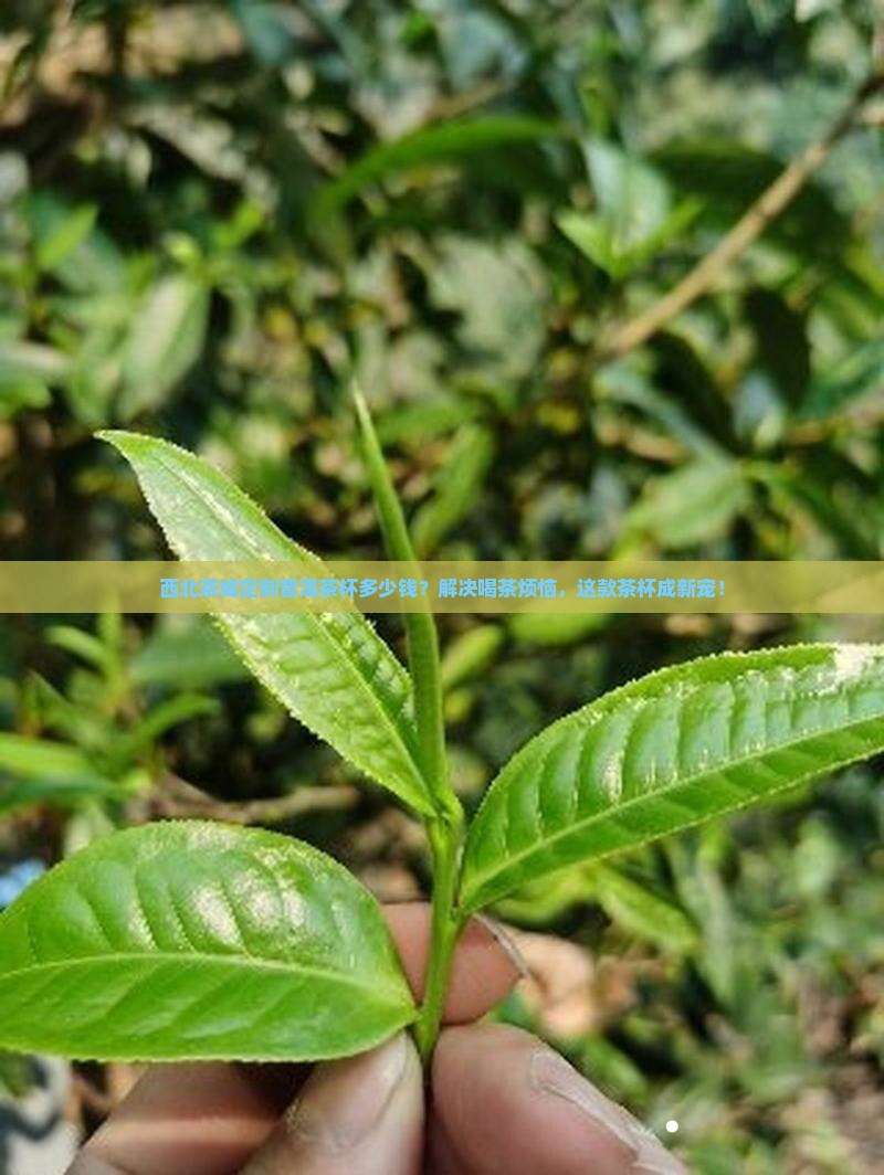 西北茶城定制普洱茶杯多少钱