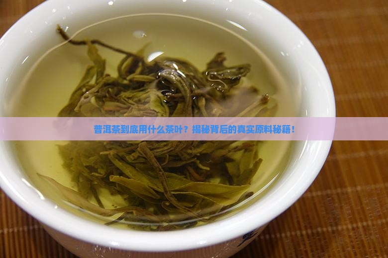 普洱茶用什么茶叶