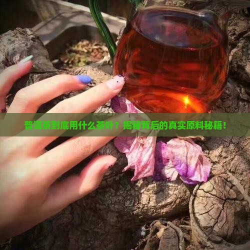 普洱茶用什么茶叶