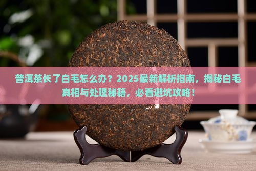 普洱茶长了白毛
