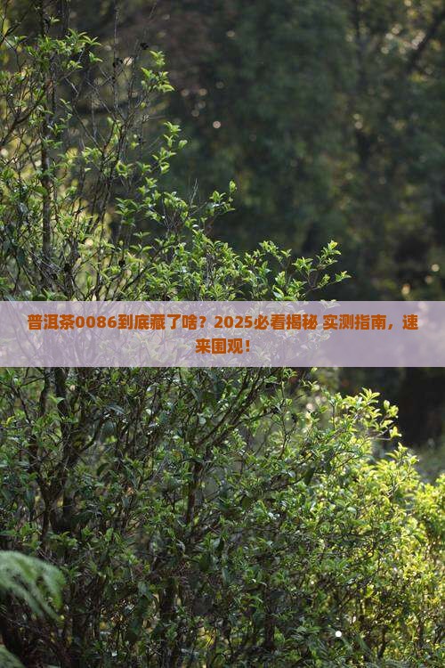 普洱茶0086是什么意思