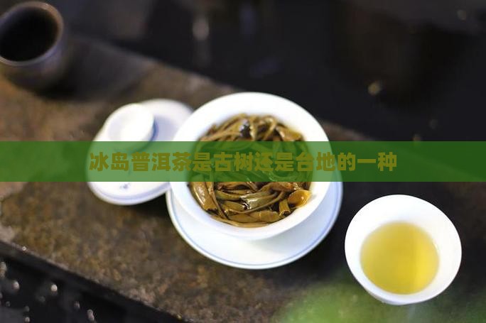 冰岛茶是古树还是台地