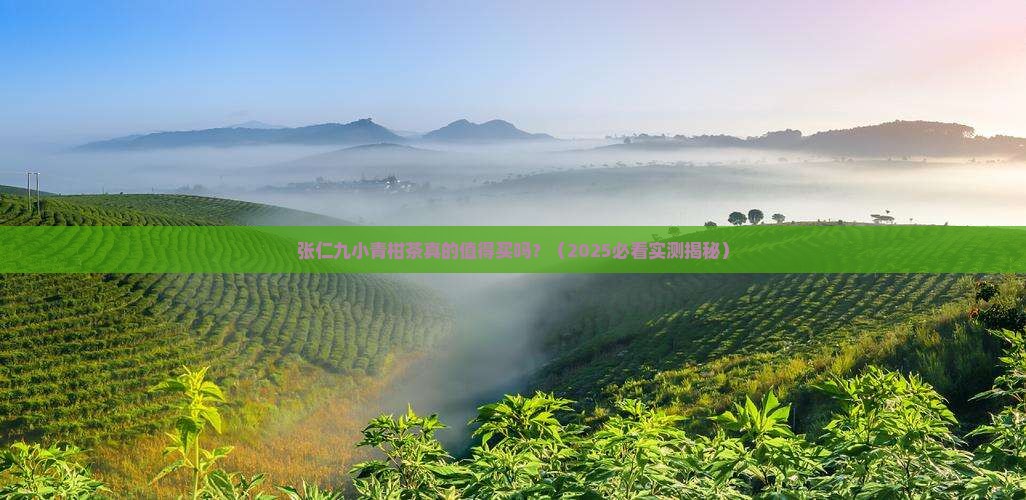 张仁九小青柑茶