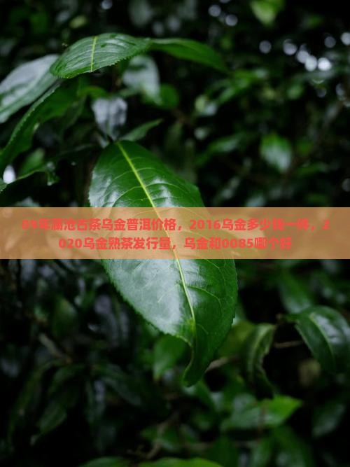 09年澜沧古茶乌金普洱价格