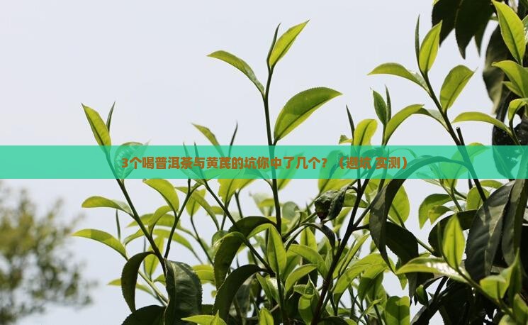 普洱茶与黄芪一起