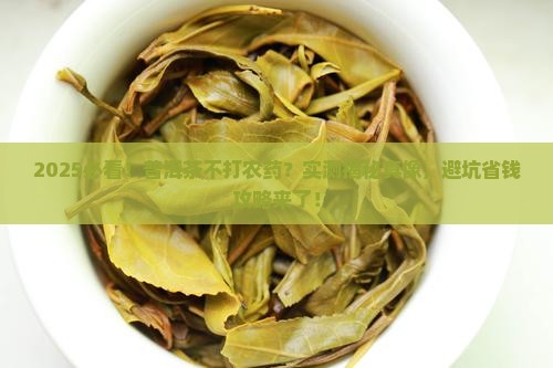 普洱茶真的不打农药吗