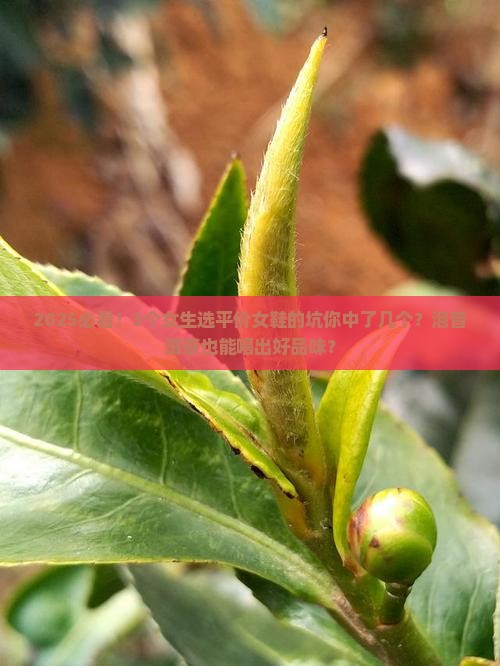 泡普洱茶品牌女鞋平价