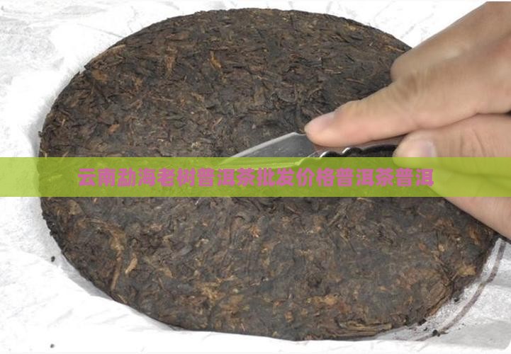 云南勐海老树普洱茶多少钱
