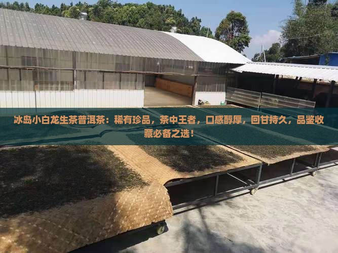 冰岛小白龙生茶普洱茶