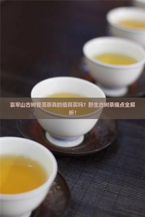 哀牢山古树普洱茶