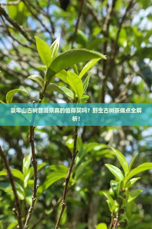 哀牢山古树普洱茶