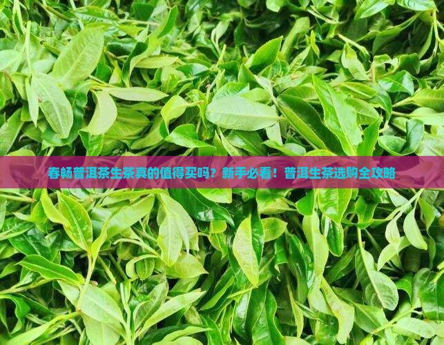 春畅普洱茶生茶