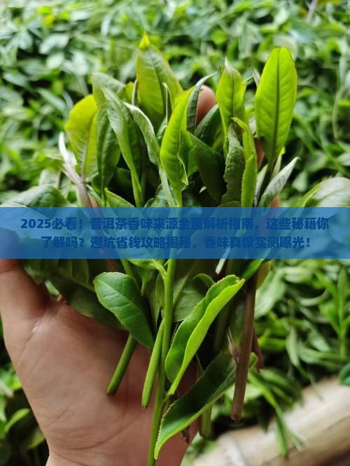 普洱茶的香味来源