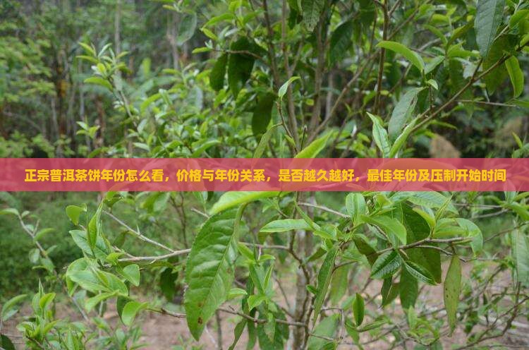 正宗普洱茶饼年份
