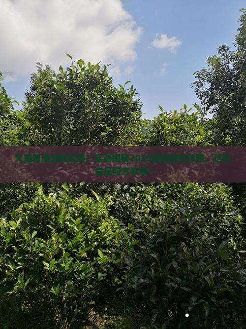大益普洱茶泡过后茶叶发黑