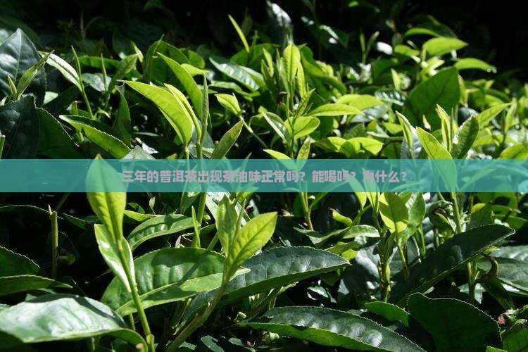 三年的普洱茶出现茶油味正常吗
