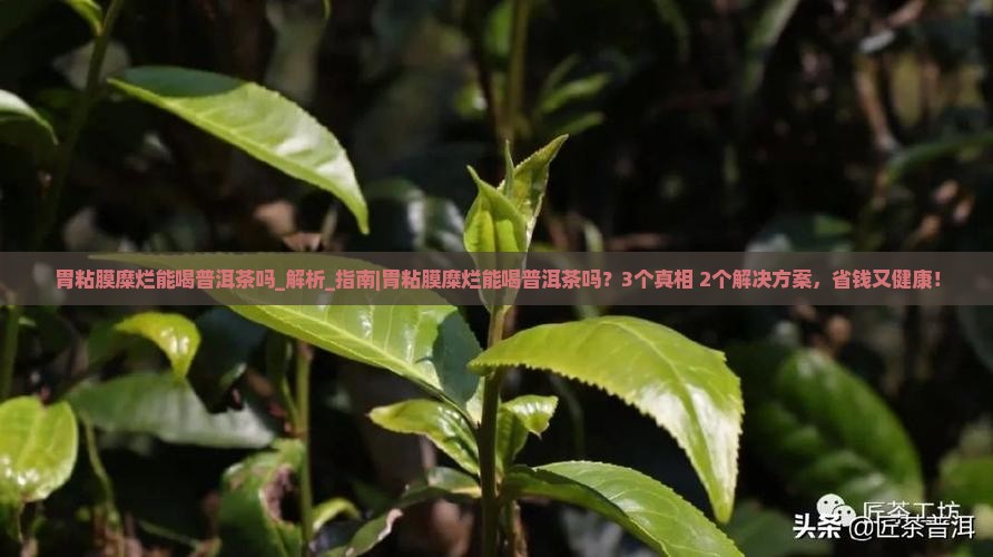 胃粘膜糜烂能喝普洱茶吗