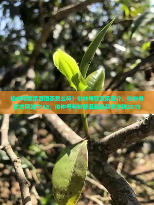 俊仲号紫条普洱茶怎么样