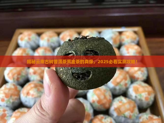 云南古树普洱茶黄金茶