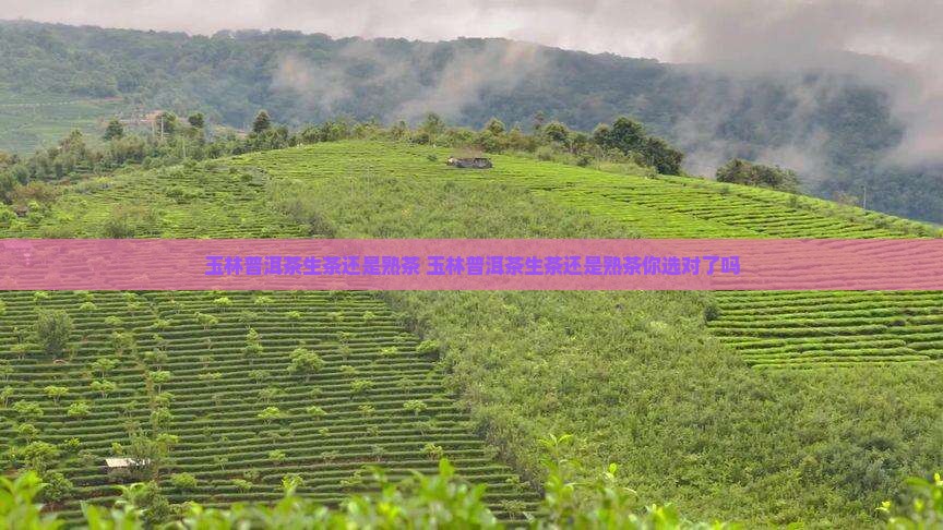 玉林普洱茶生茶还是熟茶