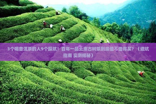 百年一品云南普洱茶古树茶