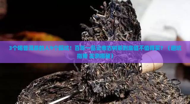 百年一品云南普洱茶古树茶