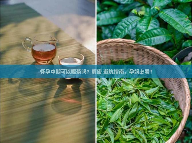 怀孕中期可以喝茶吗