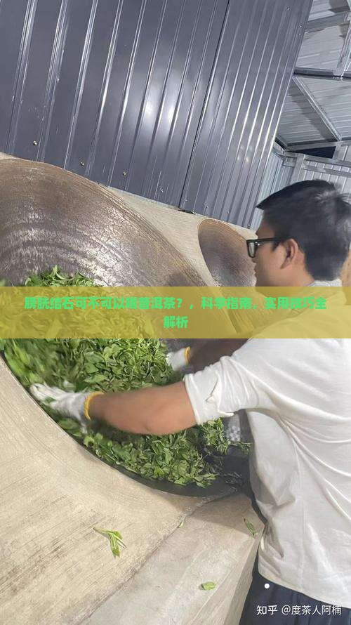 膀胱结石可不可以喝普洱茶