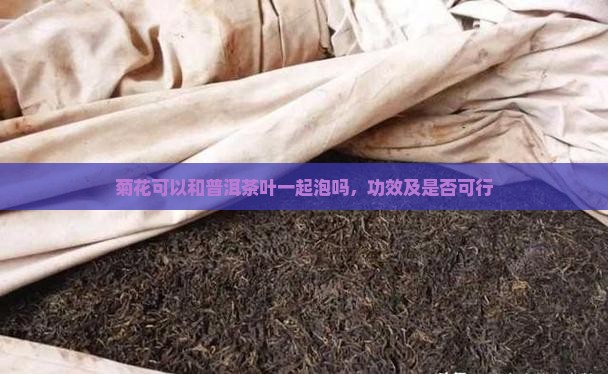 菊花可以和普洱茶叶一起泡吗