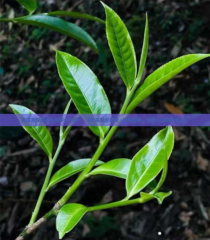 普洱茶保质期一般多久过期