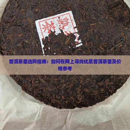 怎样在网上选购普洱茶苗