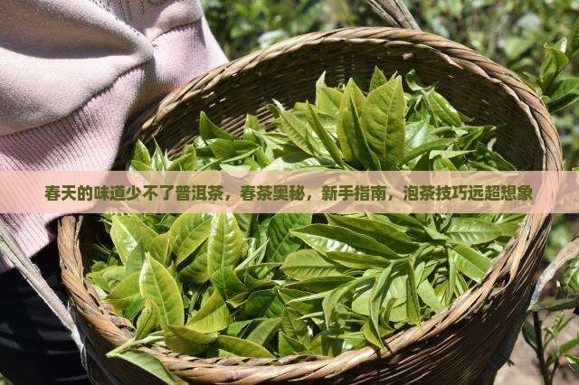 春天的味道少不了普洱茶