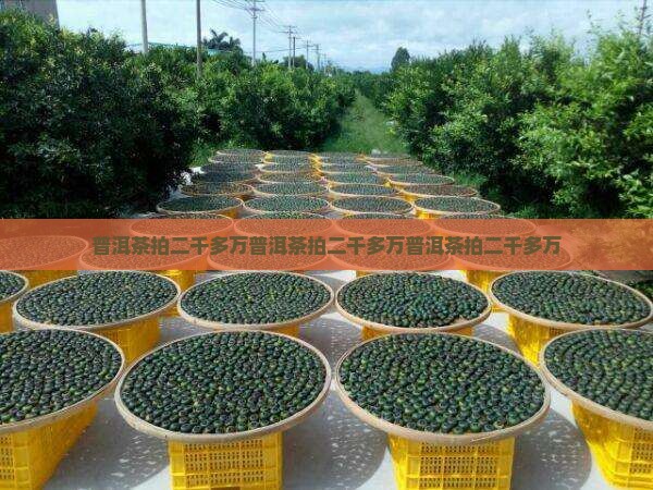普洱茶拍二千多万