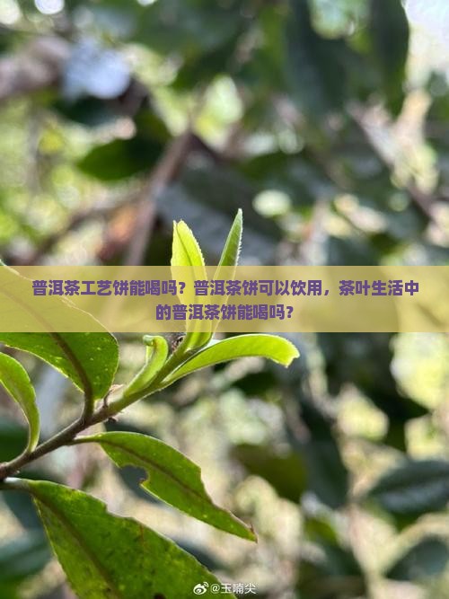 普洱茶工艺饼能喝吗
