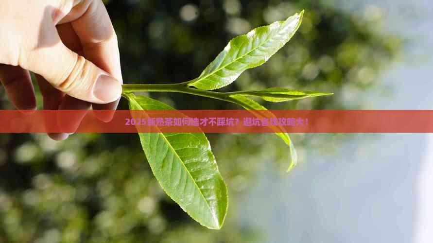 新熟茶如何为好
