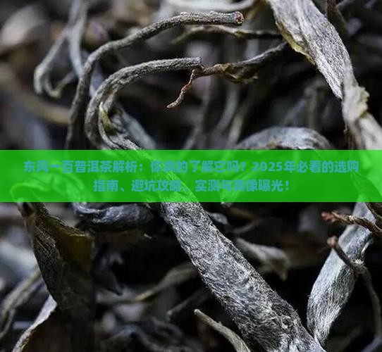 东风一百普洱茶