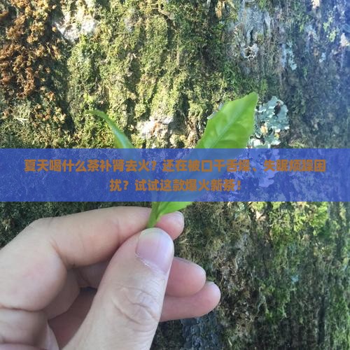夏天喝什么茶补肾去火