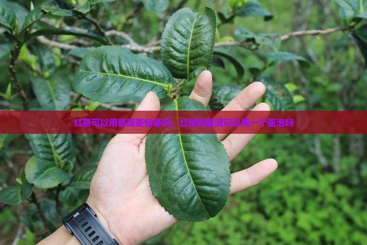 红茶可以用普洱茶包装吗