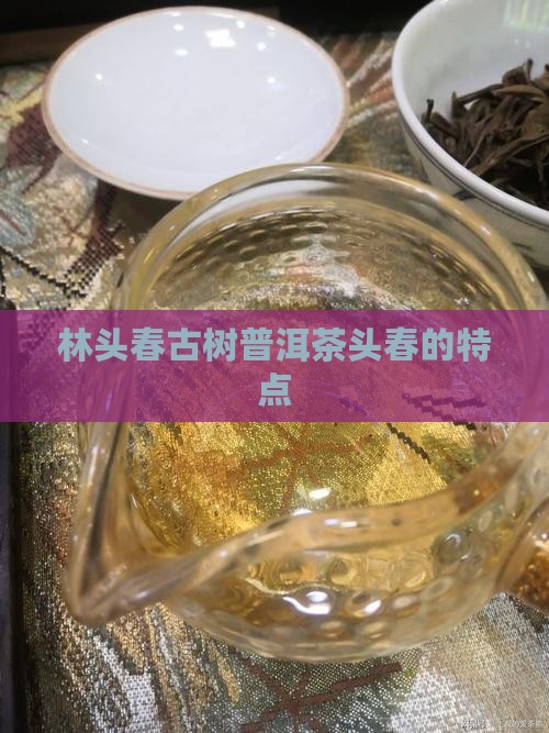 林头春古树普洱茶