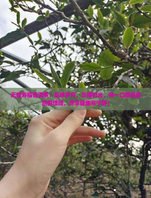 无量寿福普洱茶
