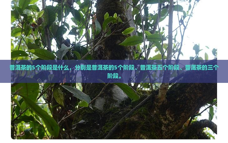 普洱茶的5个阶段