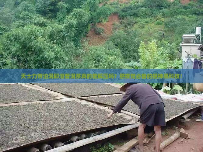 天士力帝泊洱即溶普洱茶