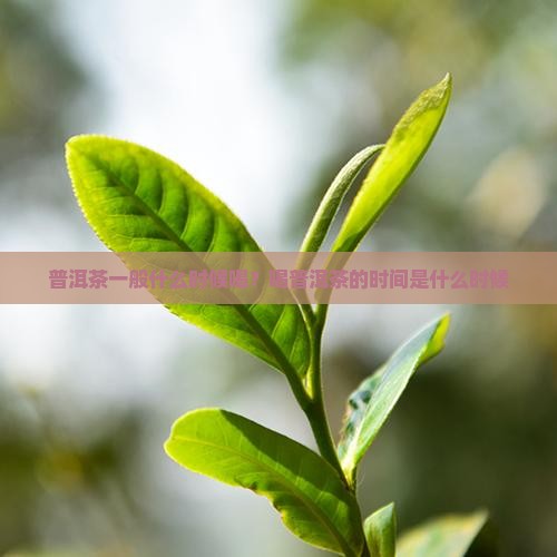 普洱茶一般什么时候喝