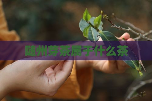 随州芽茶属于什么茶