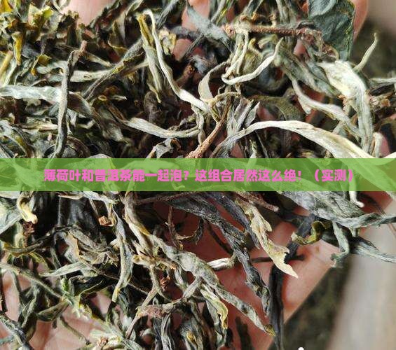 薄荷叶与普洱茶能混合泡茶