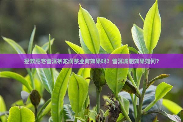 拯救肥宅普洱茶有效果吗