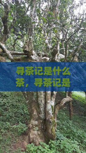 寻茶记是什么茶