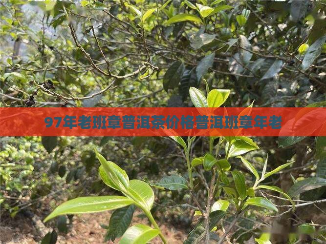 97年老班章普洱茶价格