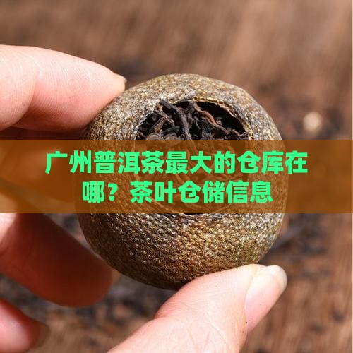 广州普洱茶最大的仓库在哪